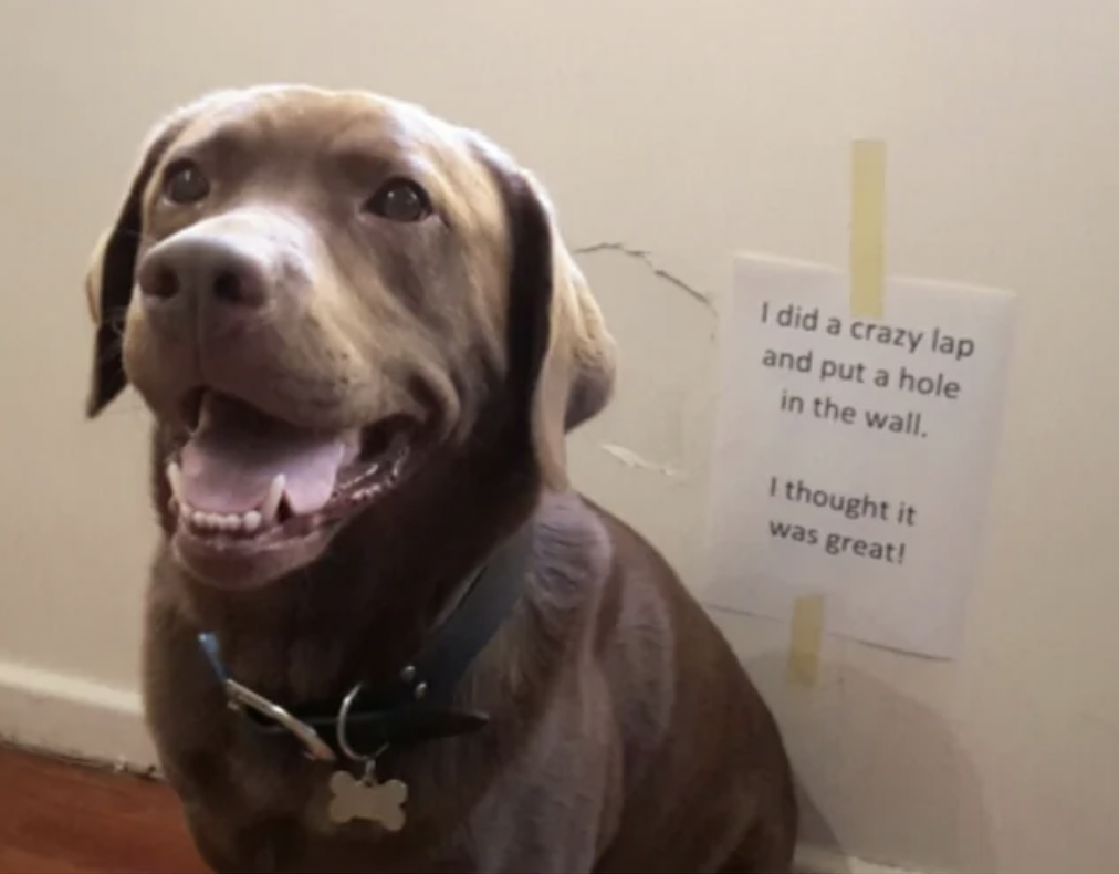 dog yawns - I did a crazy lap and put a hole in the wall. I thought it was great!