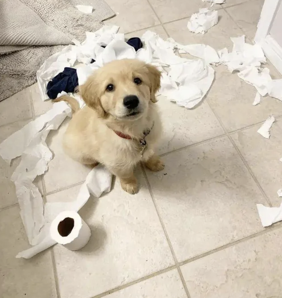 guilty dog mess