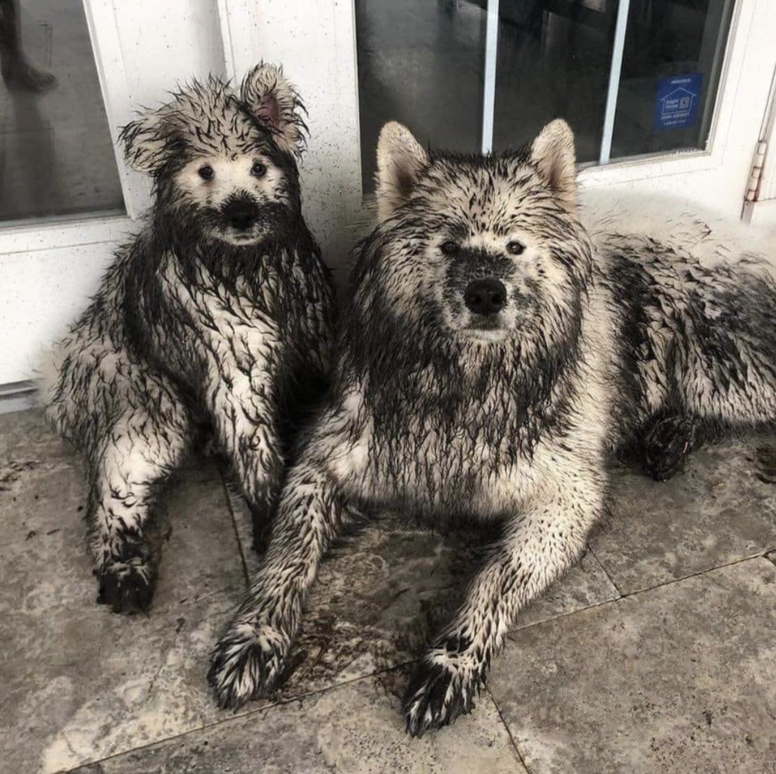 muddy samoyed dog