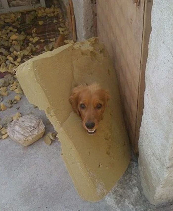 small greek domestic dog