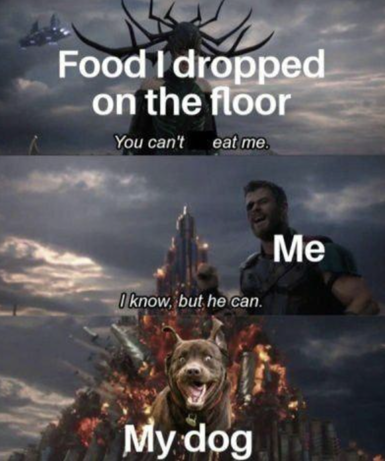 thor and his sister meme - Food I dropped on the floor You can't eat me. I know, but he can. Me My dog