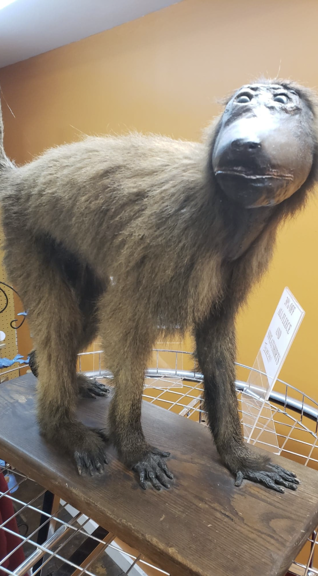 25 Pics of Taxidermy So Bad These Animals Would Have Preferred Cremation