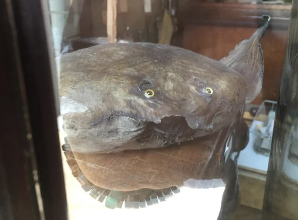 “Honestly, attempting to taxidermy a ray is laudable. Manchester Museum.”