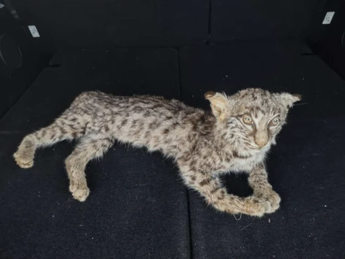 “Behold, my dad's beloved bobcat that his friend proudly prepared. It's been waiting 15 years to come home because my dad was worried it'd scare my sisters.”