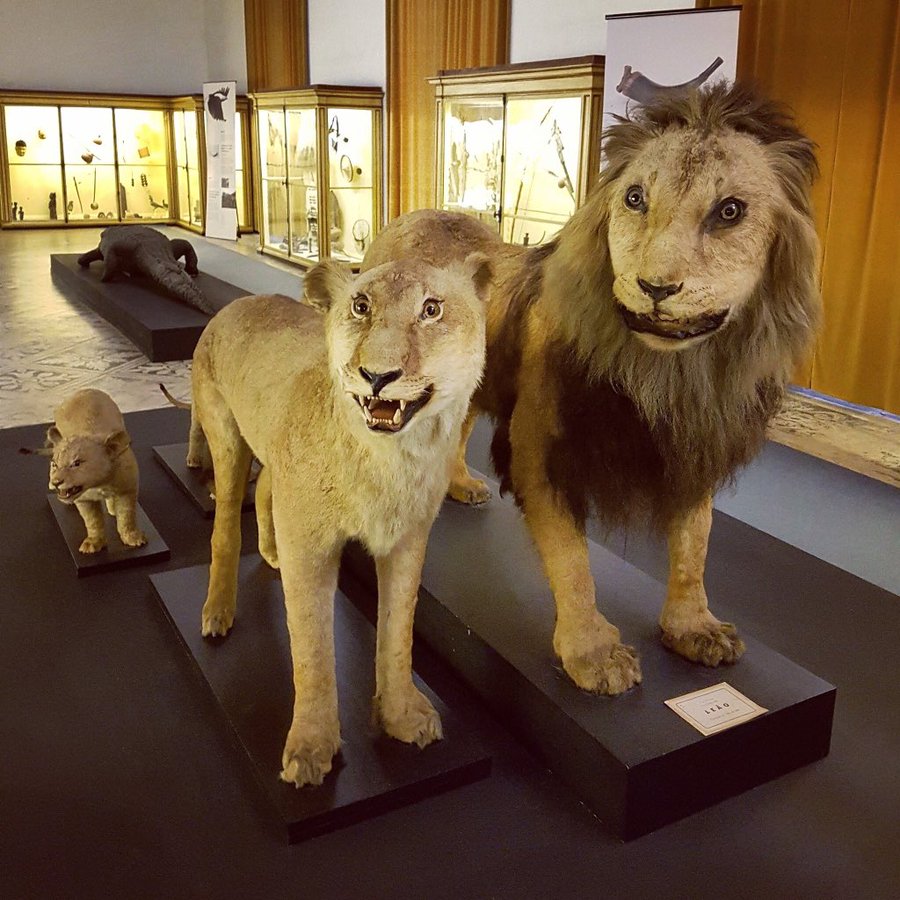 25 Pics of Taxidermy So Bad These Animals Would Have Preferred Cremation