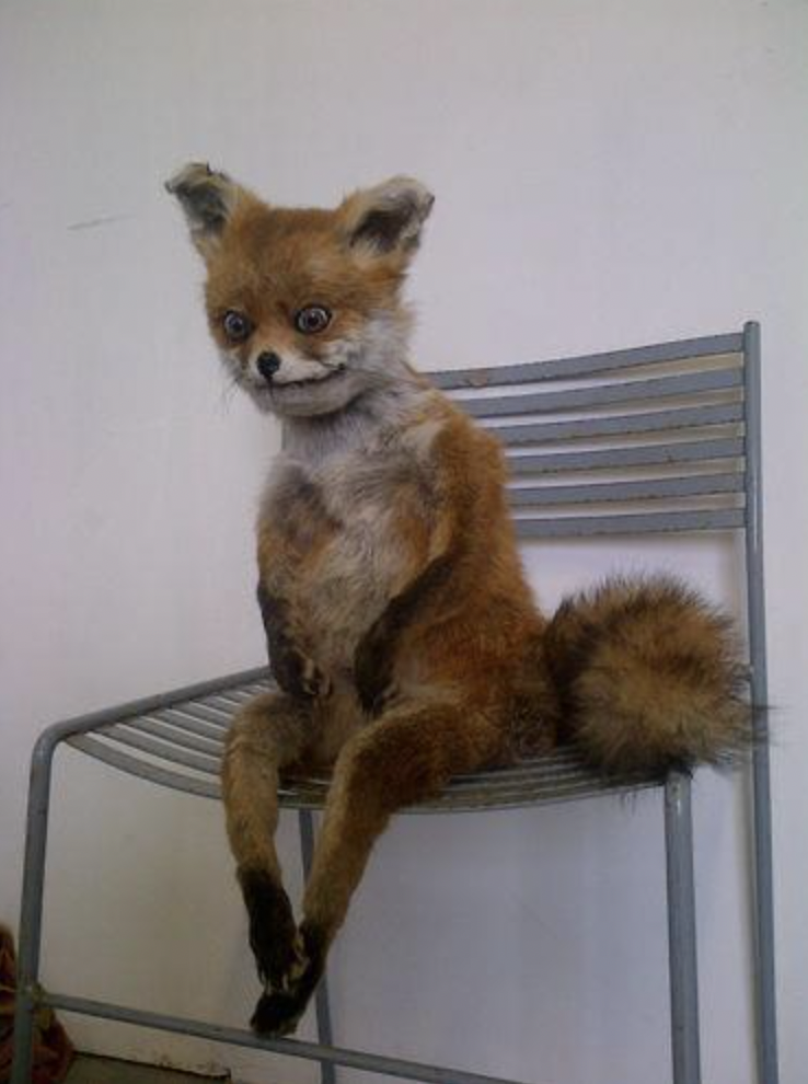 25 Pics of Taxidermy So Bad These Animals Would Have Preferred Cremation