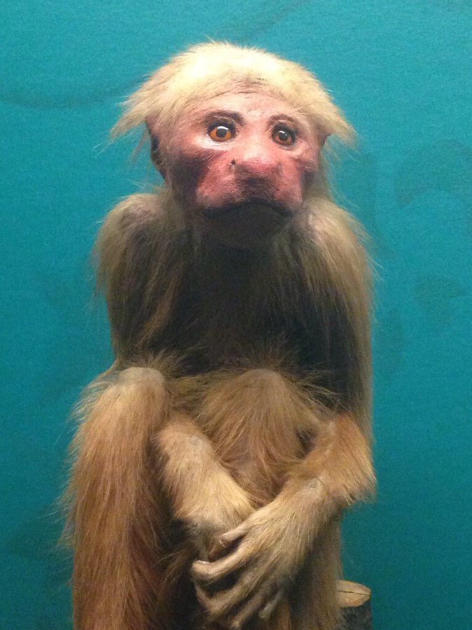 25 Pics of Taxidermy So Bad These Animals Would Have Preferred Cremation