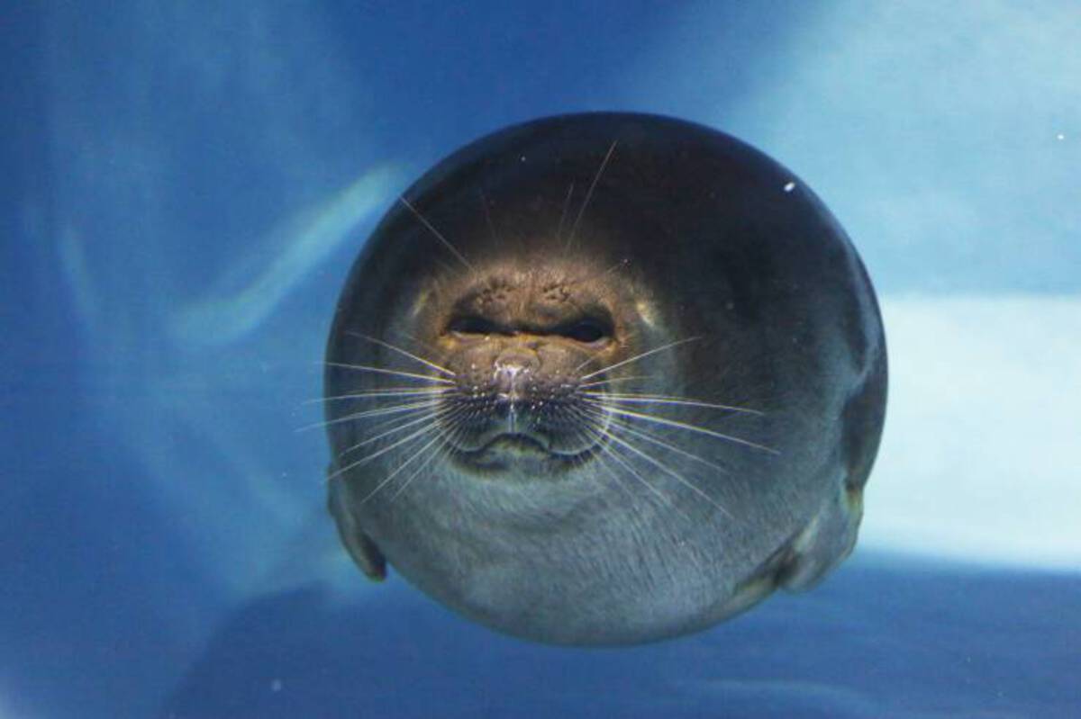 funny memes and cool pics - harbor seal