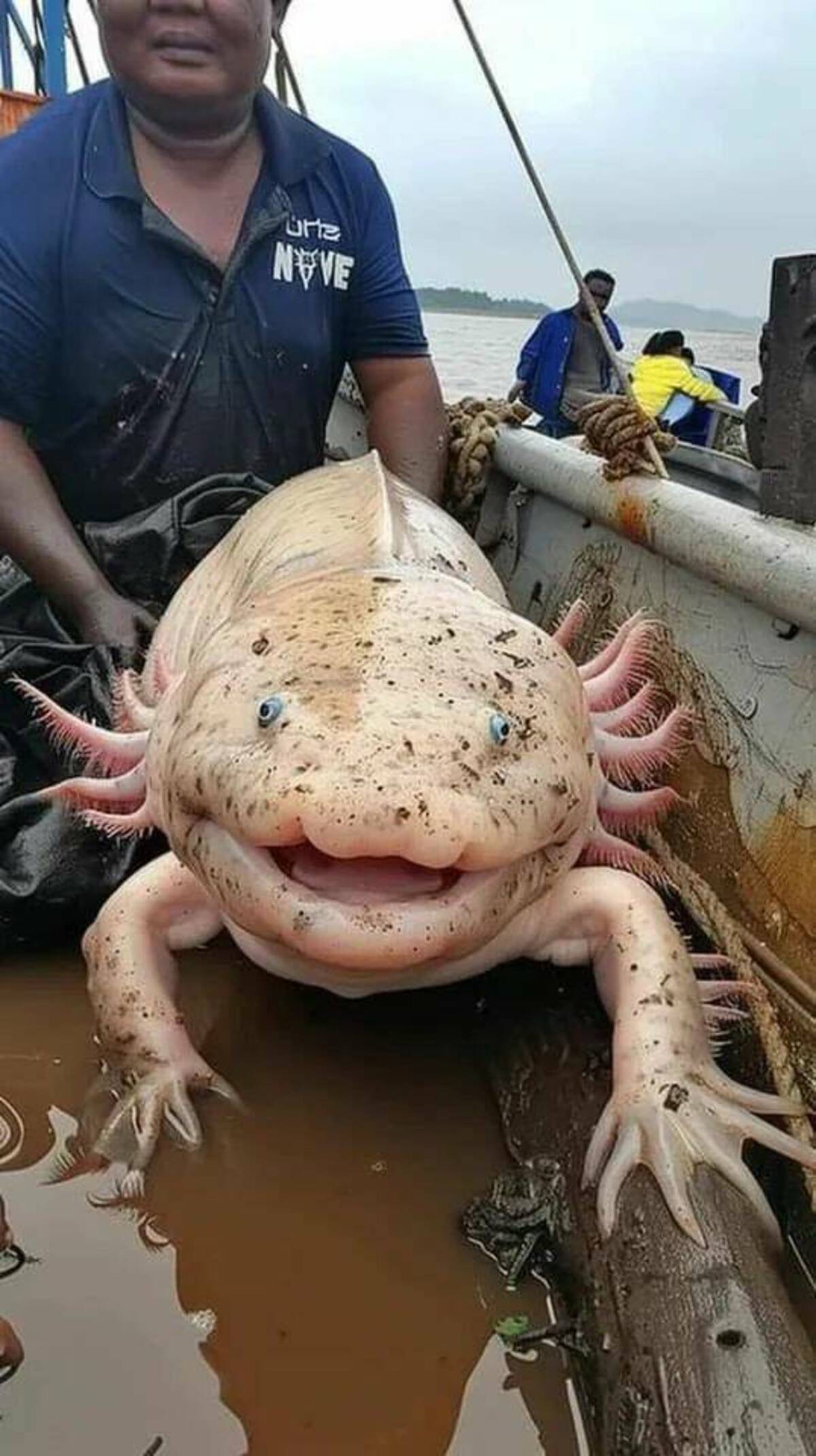 funny memes and cool pics - biggest axolotl mindanao - Grtz Nove