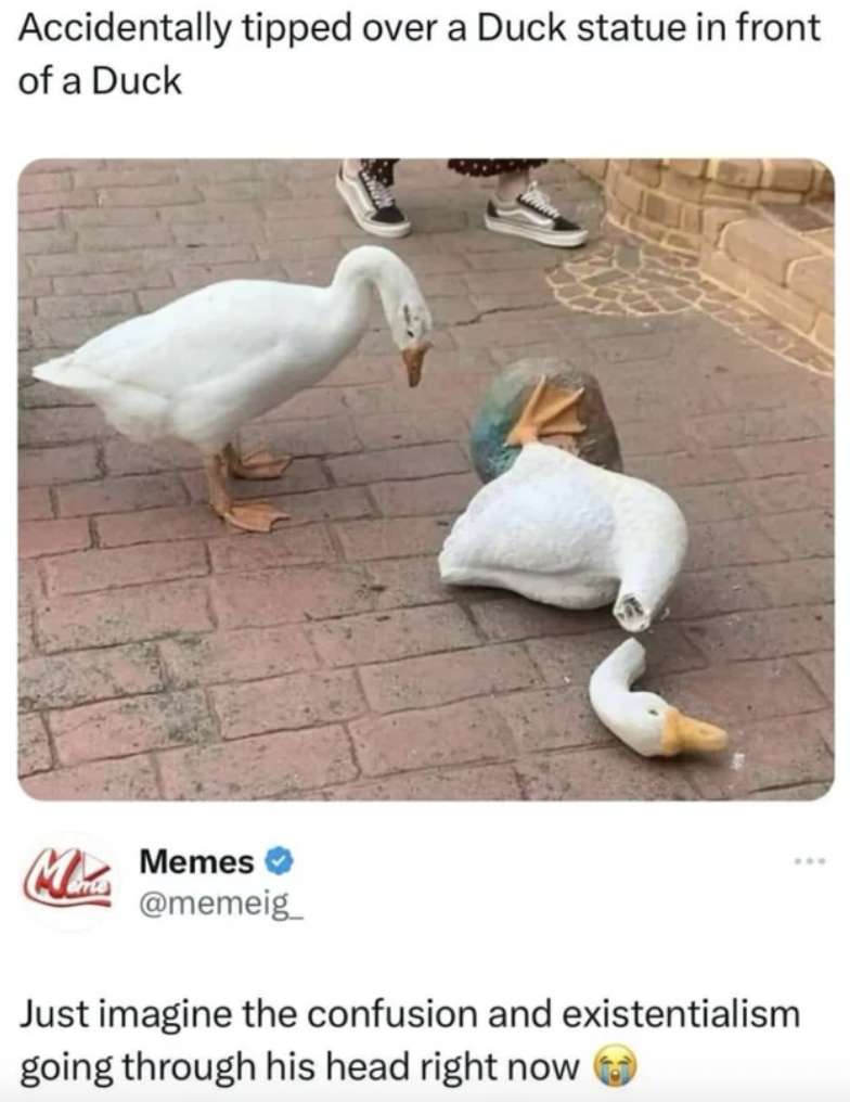 how's life going meme - Accidentally tipped over a Duck statue in front of a Duck Memes Just imagine the confusion and existentialism going through his head right now