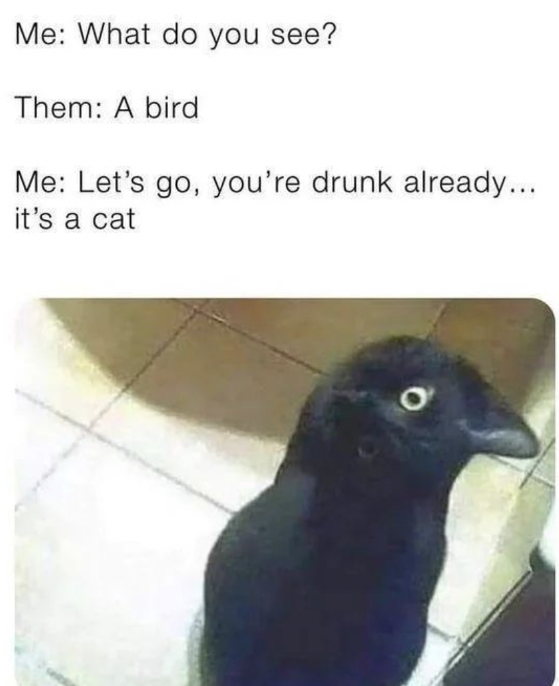 me when i see a bird - Me What do you see? Them A bird Me Let's go, you're drunk already... it's a cat