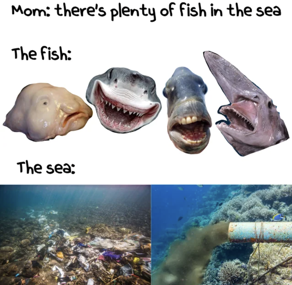 marine biology - Mom there's plenty of fish in the sea The fish The sea