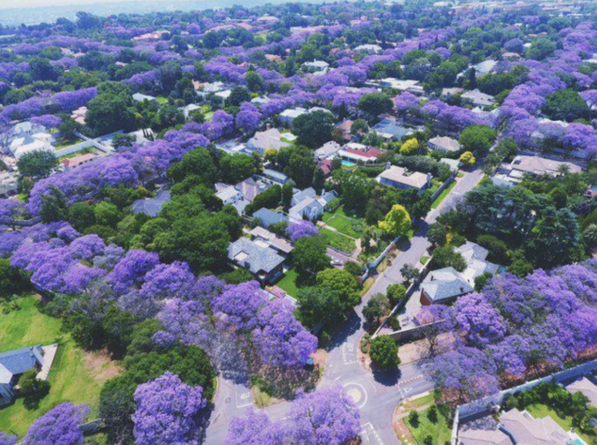 jacaranda trees johannesburg