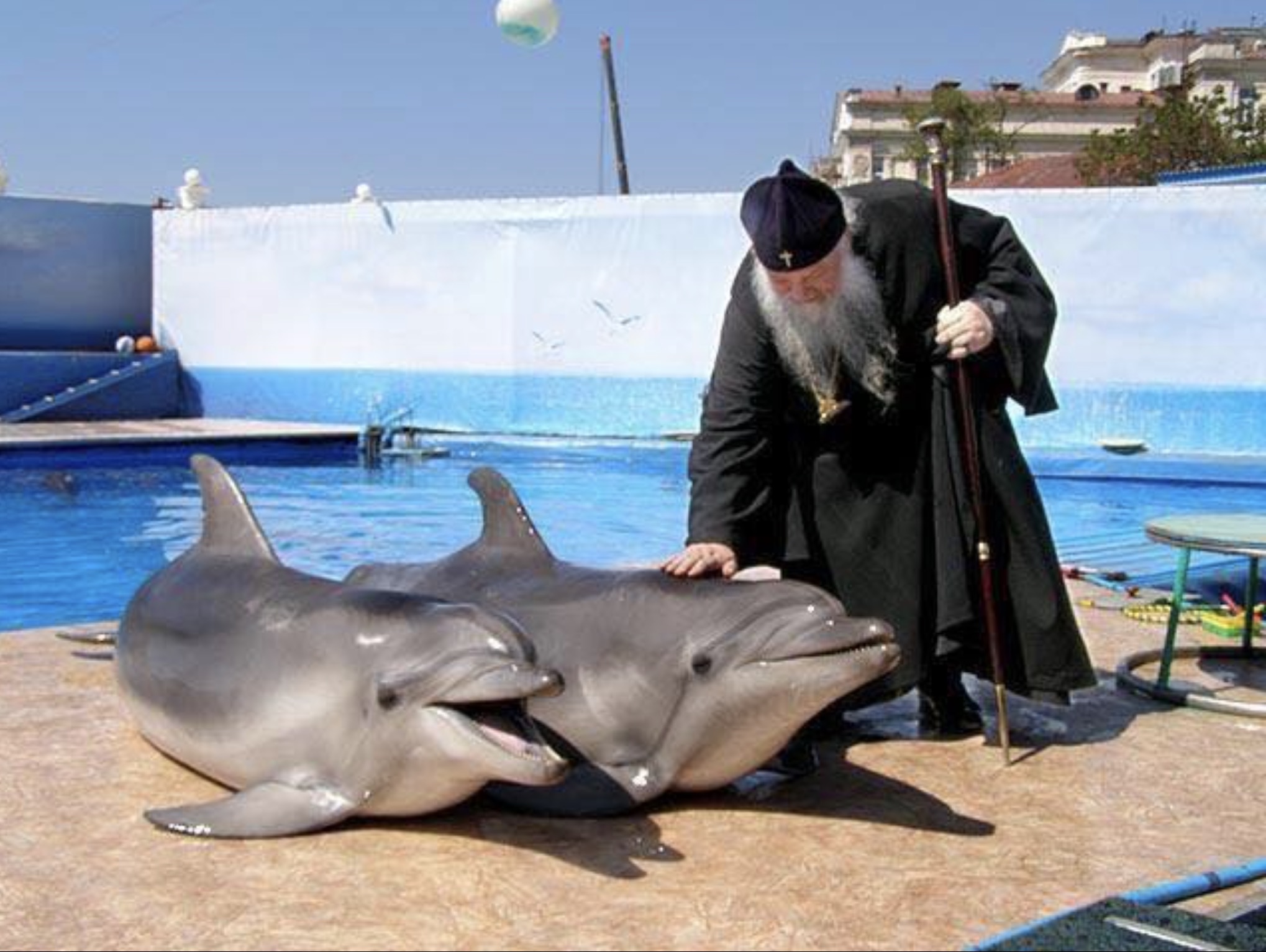 orthodox dolphins