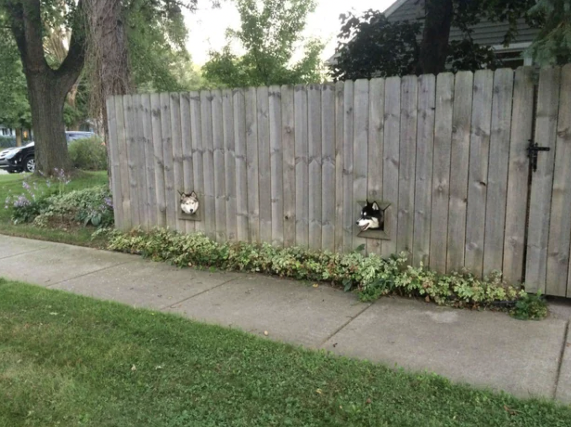 dog peek fence