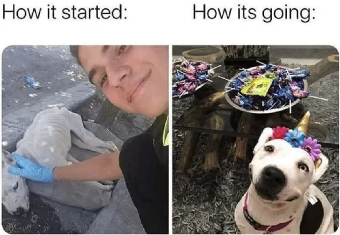 dog memes - How it started How its going