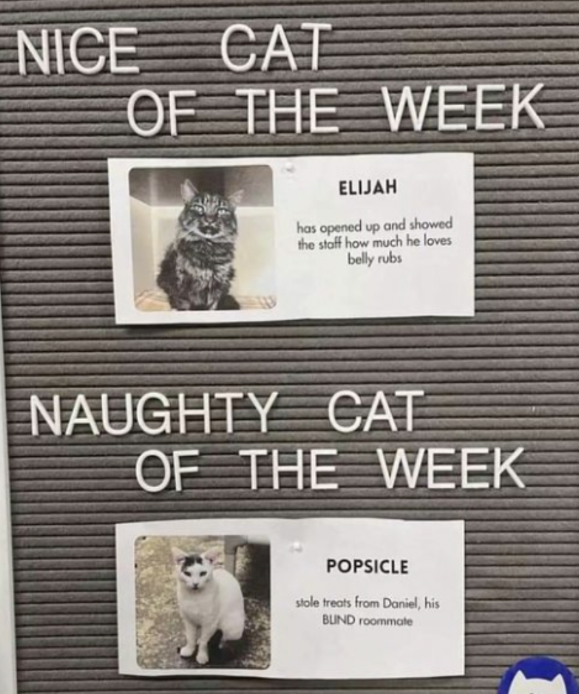 ragdoll - Nice Cat Of The Week Elijah has opened up and showed the staff how much he loves belly rubs Naughty Cat Of The Week Popsicle stole treats from Daniel, his Bund roommate