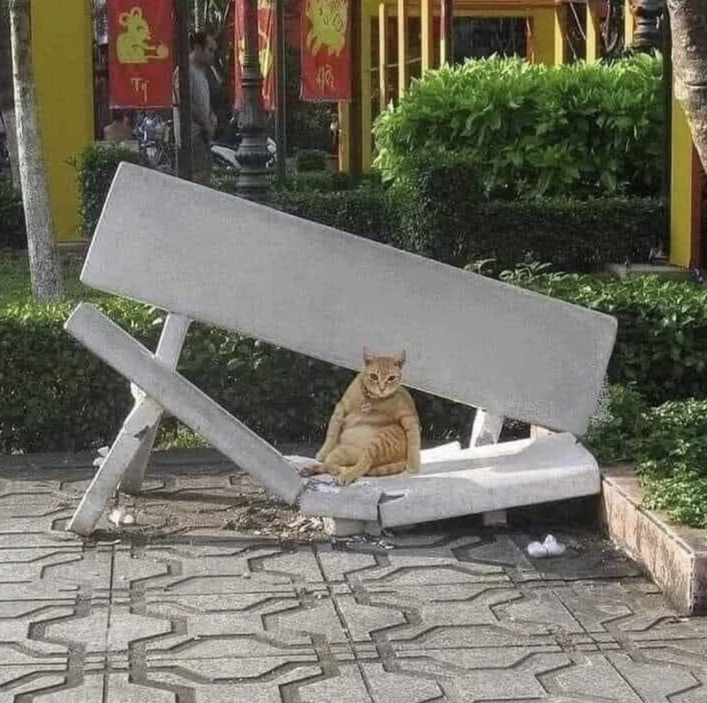 orange cat broken bench