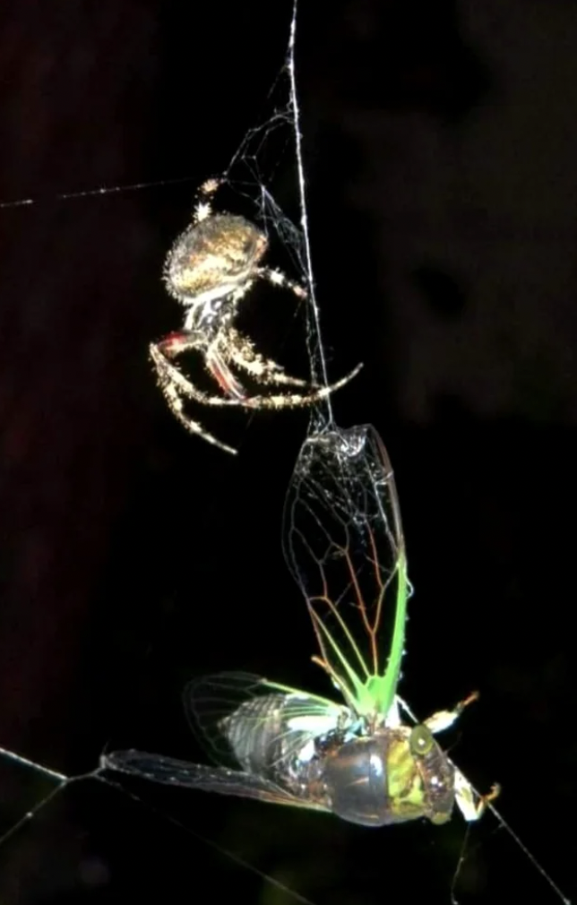 Spider vs cicada.