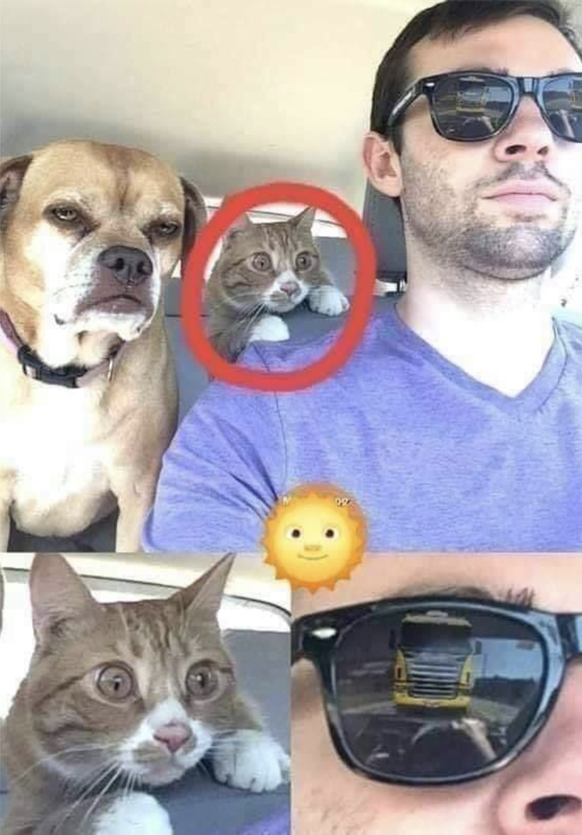 cat dog man in car meme - 222