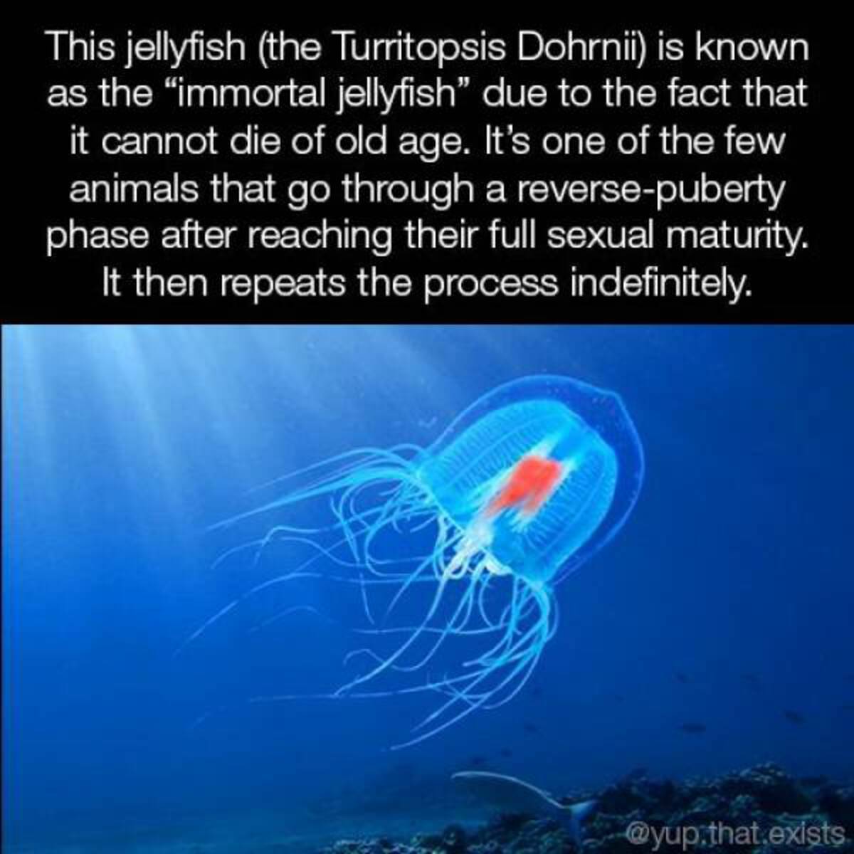 cool pics and fascinating photos - jellyfish - This jellyfish the Turritopsis Dohrnii is known as the "immortal jellyfish" due to the fact that it cannot die of old age. It's one of the few animals that go through a reversepuberty phase after reaching the