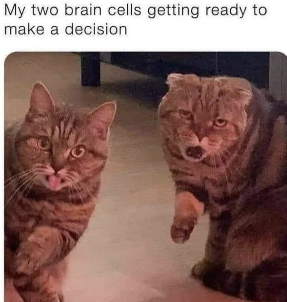 my two brain cells - My two brain cells getting ready to make a decision