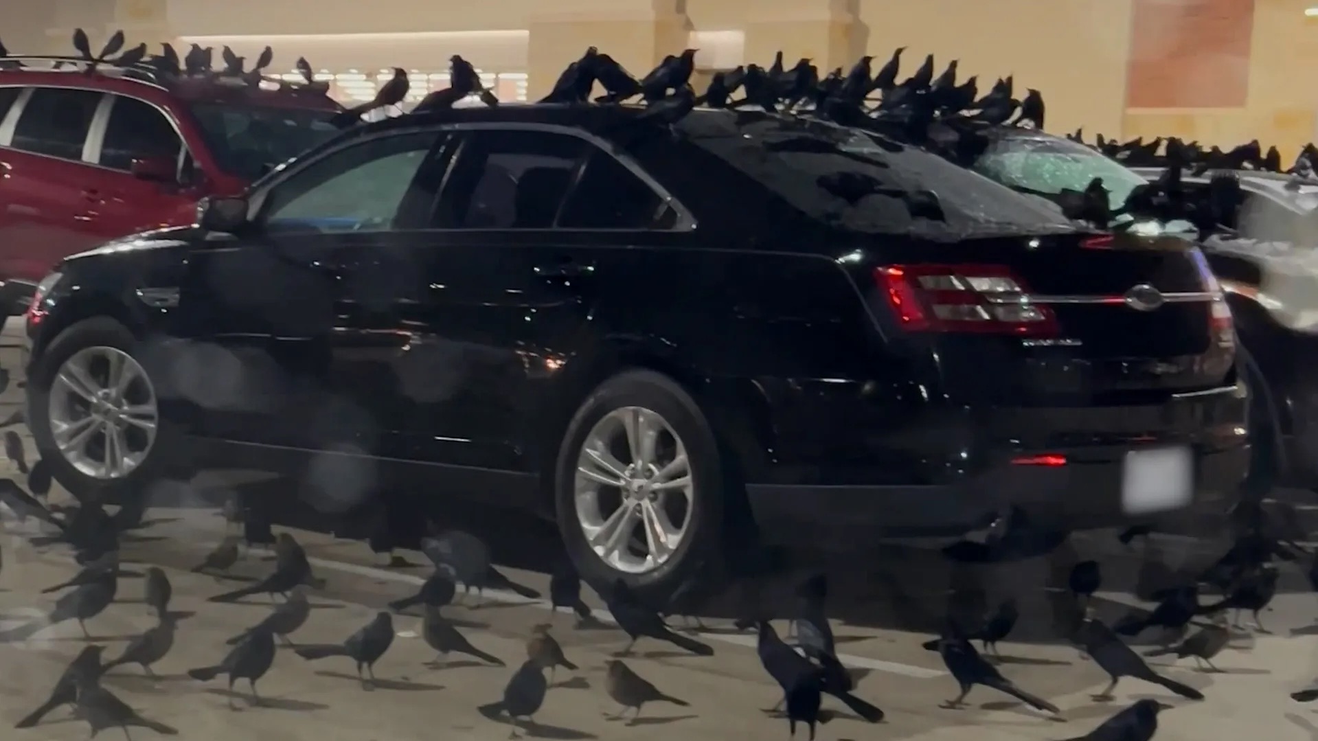 birds in texas parking lot