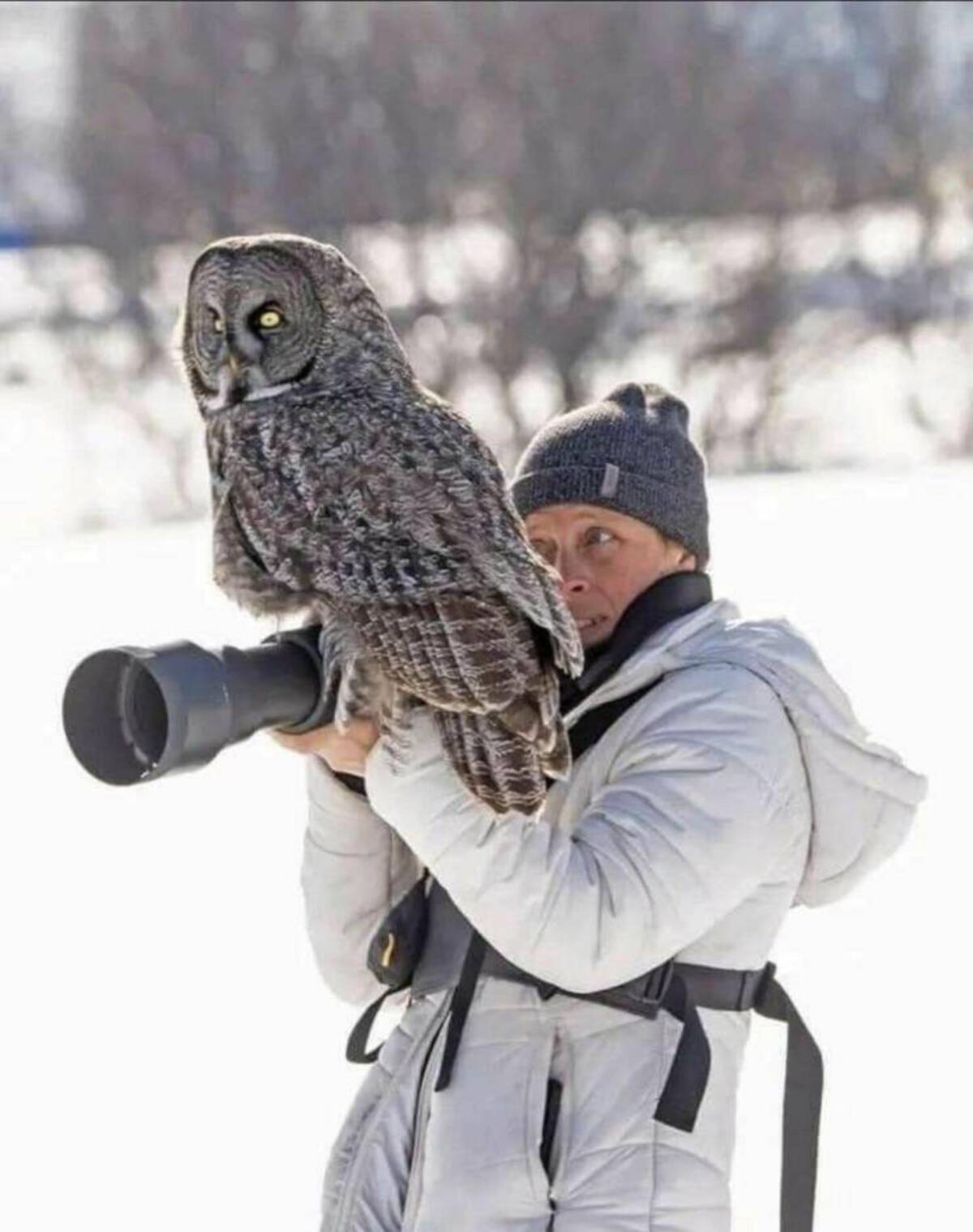 fun random photos - great grey owl lands on wildlife photographer's camera