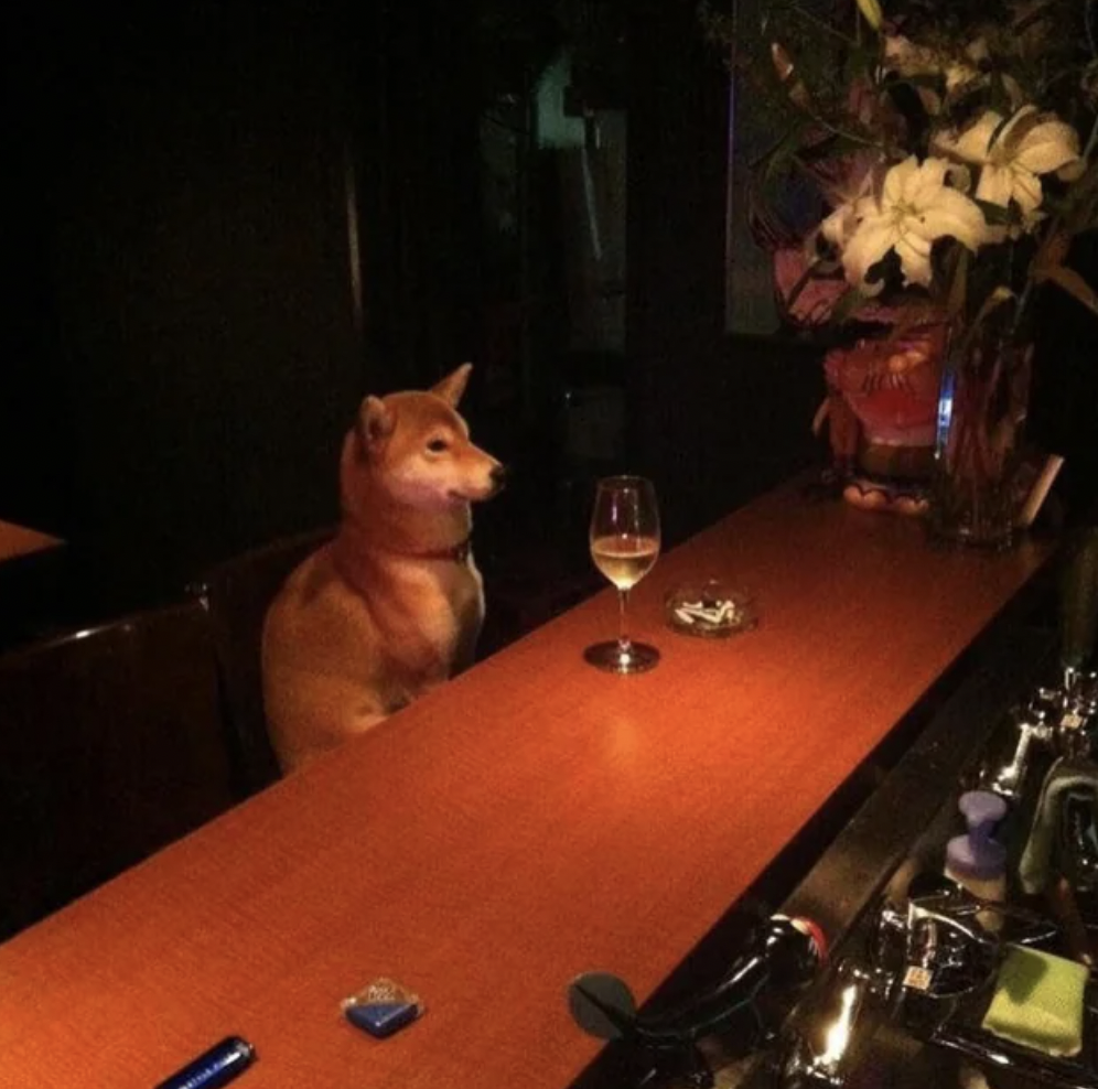 shiba inu sitting at a bar