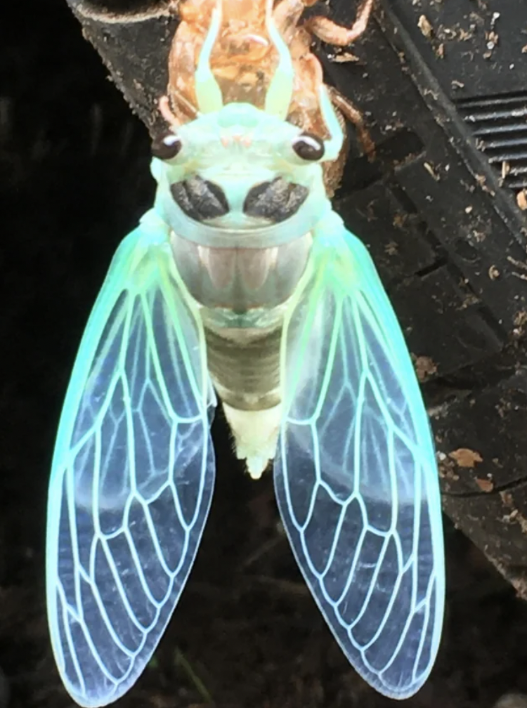 cicada