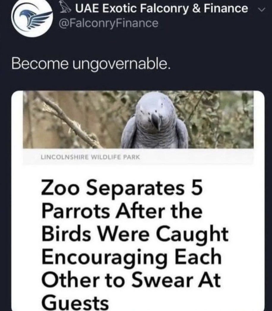 snake - >>>Uae Exotic Falconry & Finance Become ungovernable. Lincolnshire Wildlife Park Zoo Separates 5 Parrots After the Birds Were Caught Encouraging Each Other to Swear At Guests