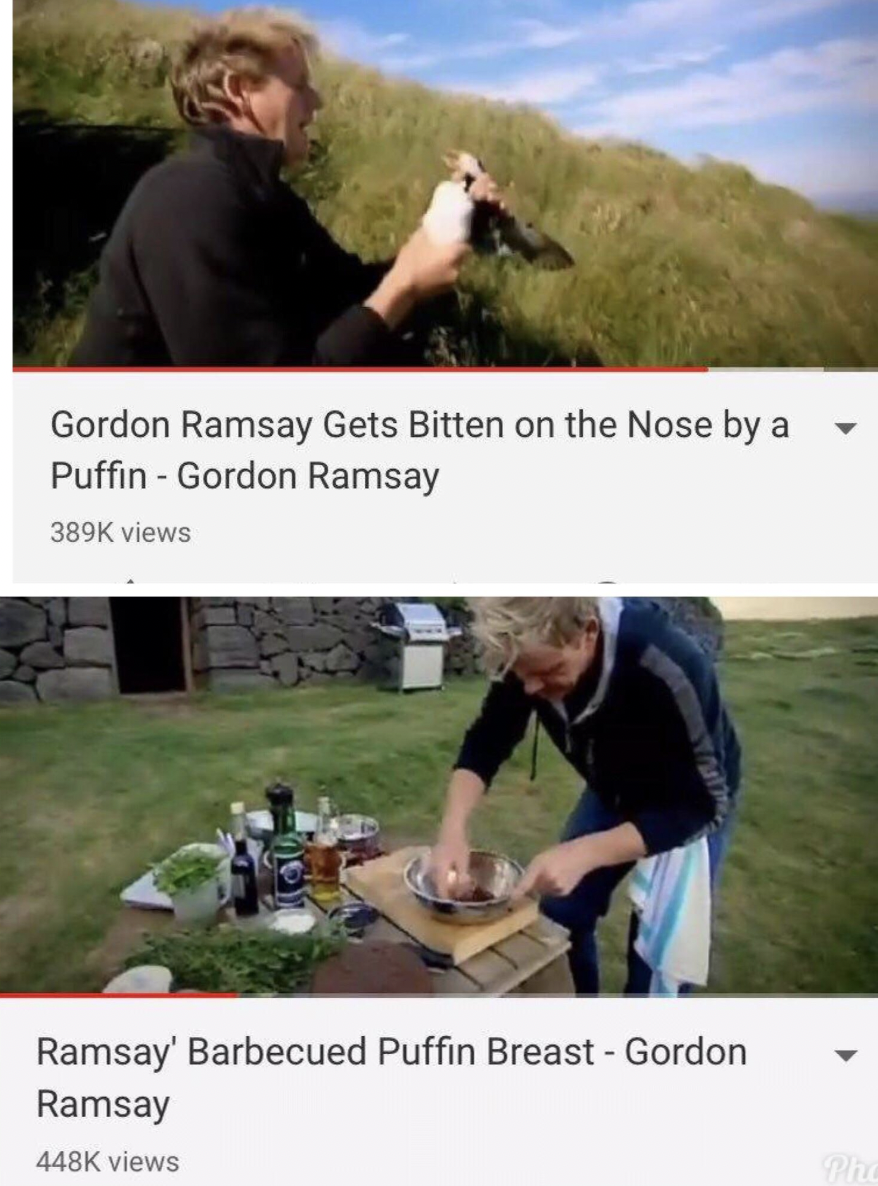 puffin bites gordon ramsay - Gordon Ramsay Gets Bitten on the Nose by a Puffin Gordon Ramsay views Ramsay' Barbecued Puffin Breast Gordon Ramsay views The