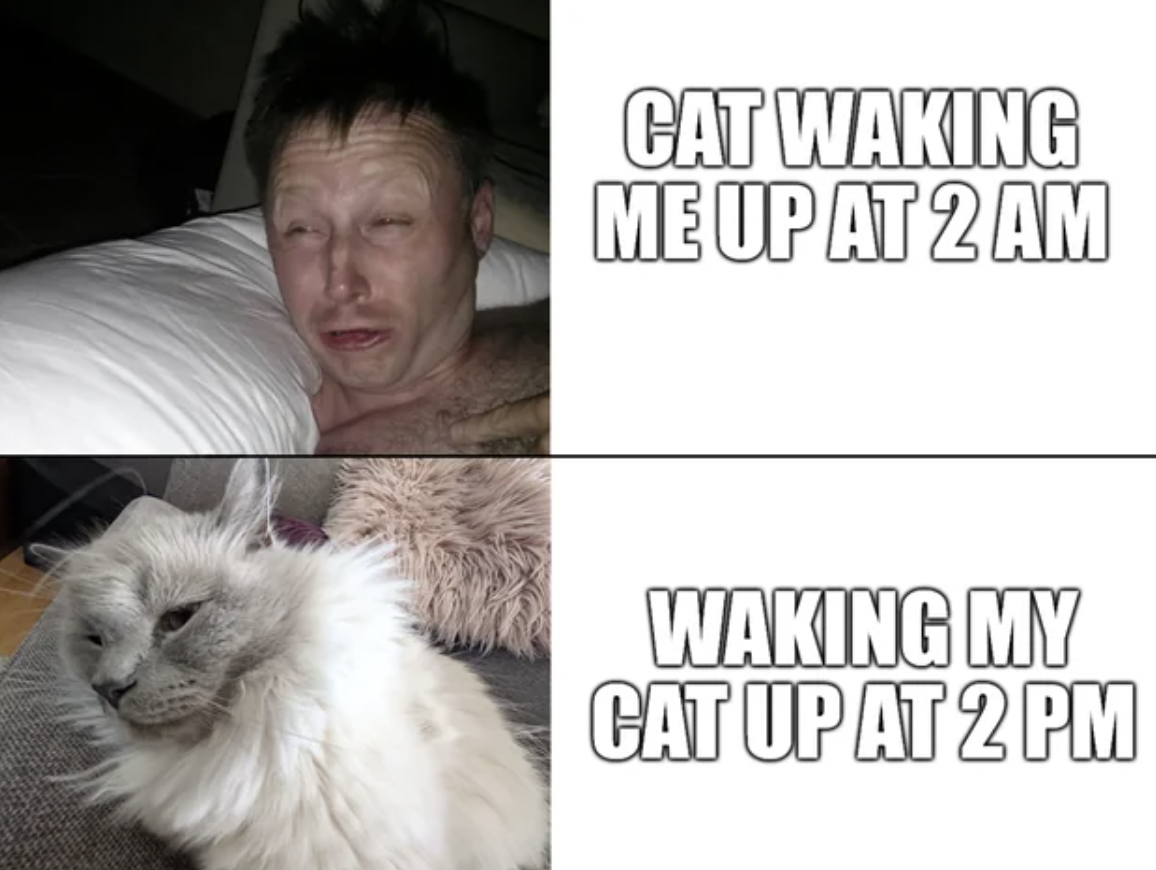 Cat Waking Me Up At 2 Am Waking My Cat Up At 2 Pm