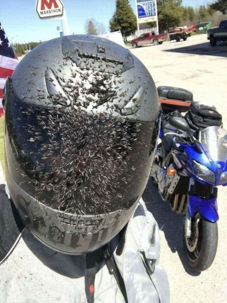 bugs on motorcycle helmet - Marathon