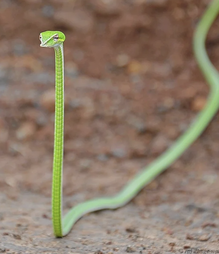 judgemental vine snake - rai dinge wa