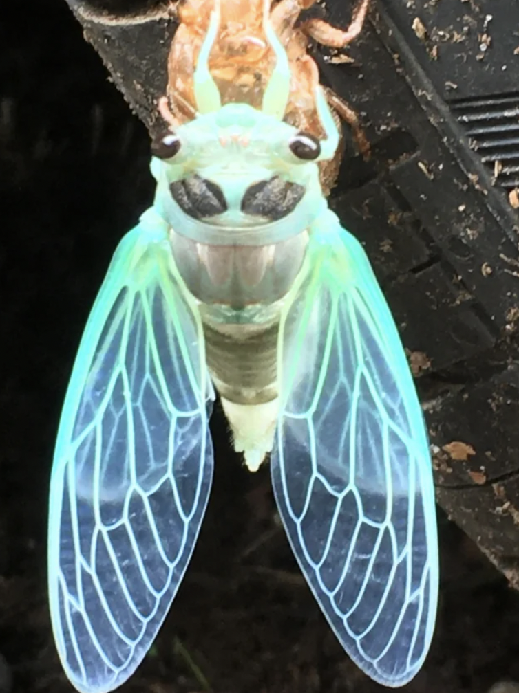 cicada