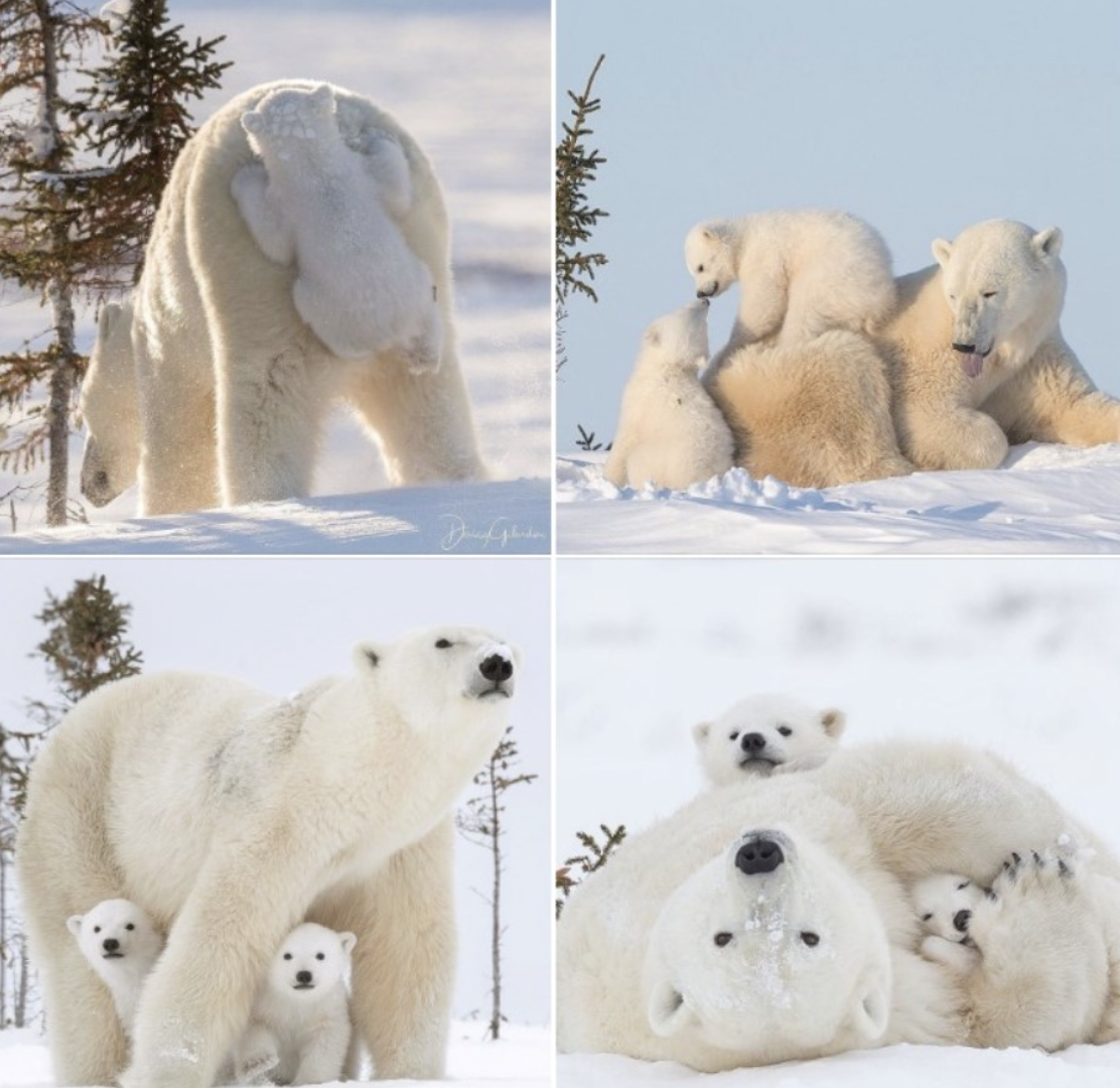 Polar bear family in Wapusk National Park, Manitoba, Canada.