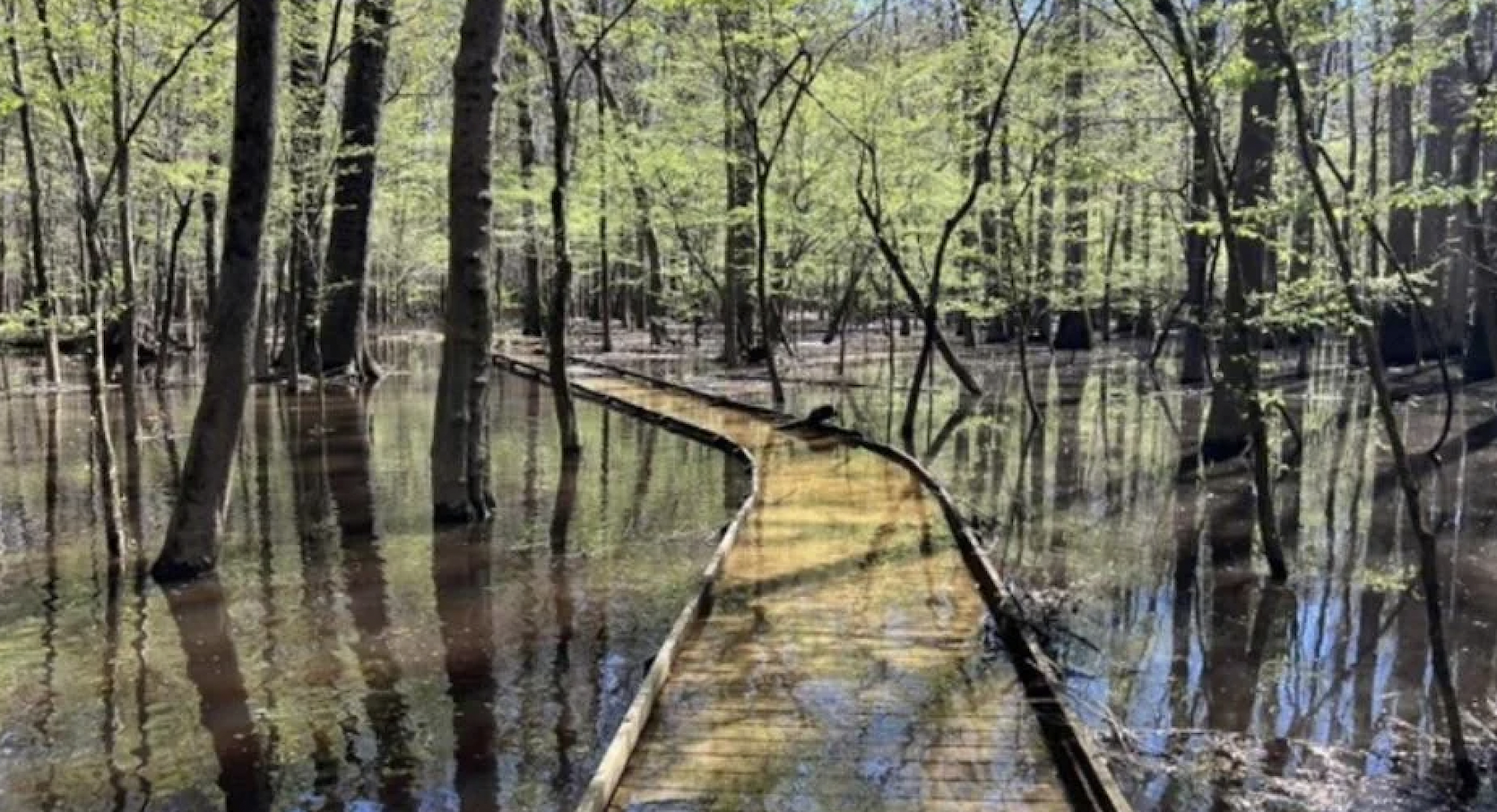 Congaree National Park in South Carolina.