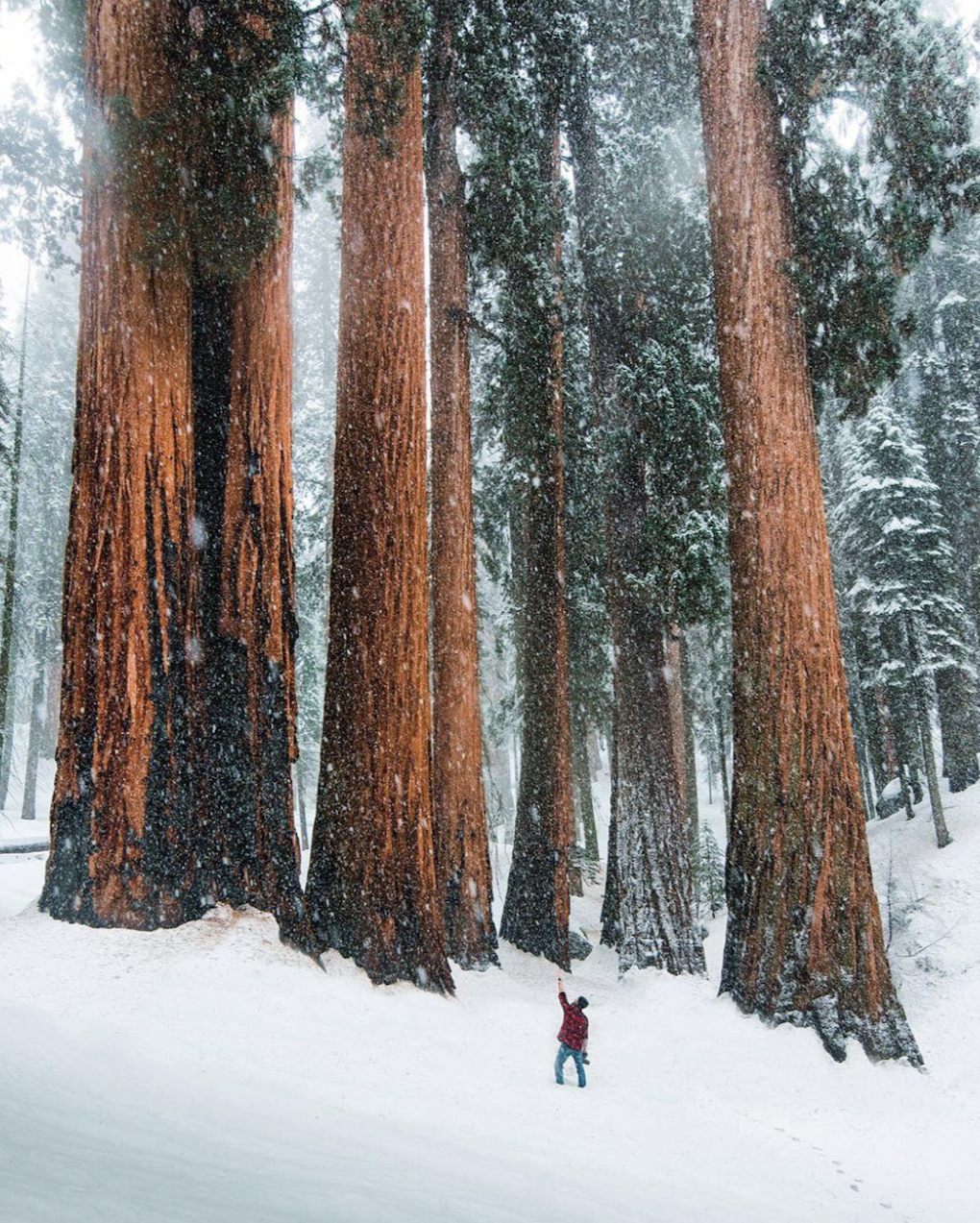 Sequoia National Park, California.