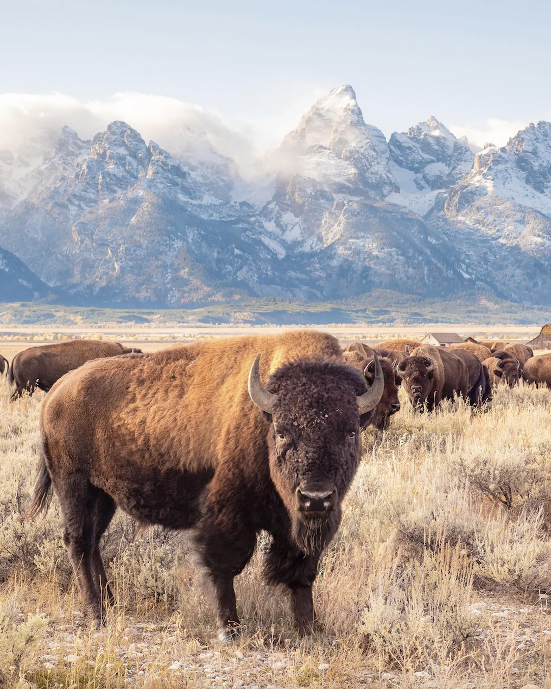 Fall in Grand Teton National Park, Wyoming.