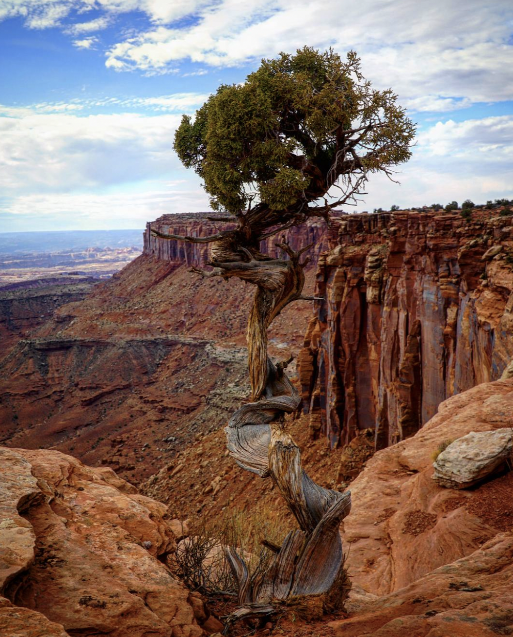 “The most interesting tree I have seen. Taken in Canyonland National Park on the Island in the Sky hike.” Utah.