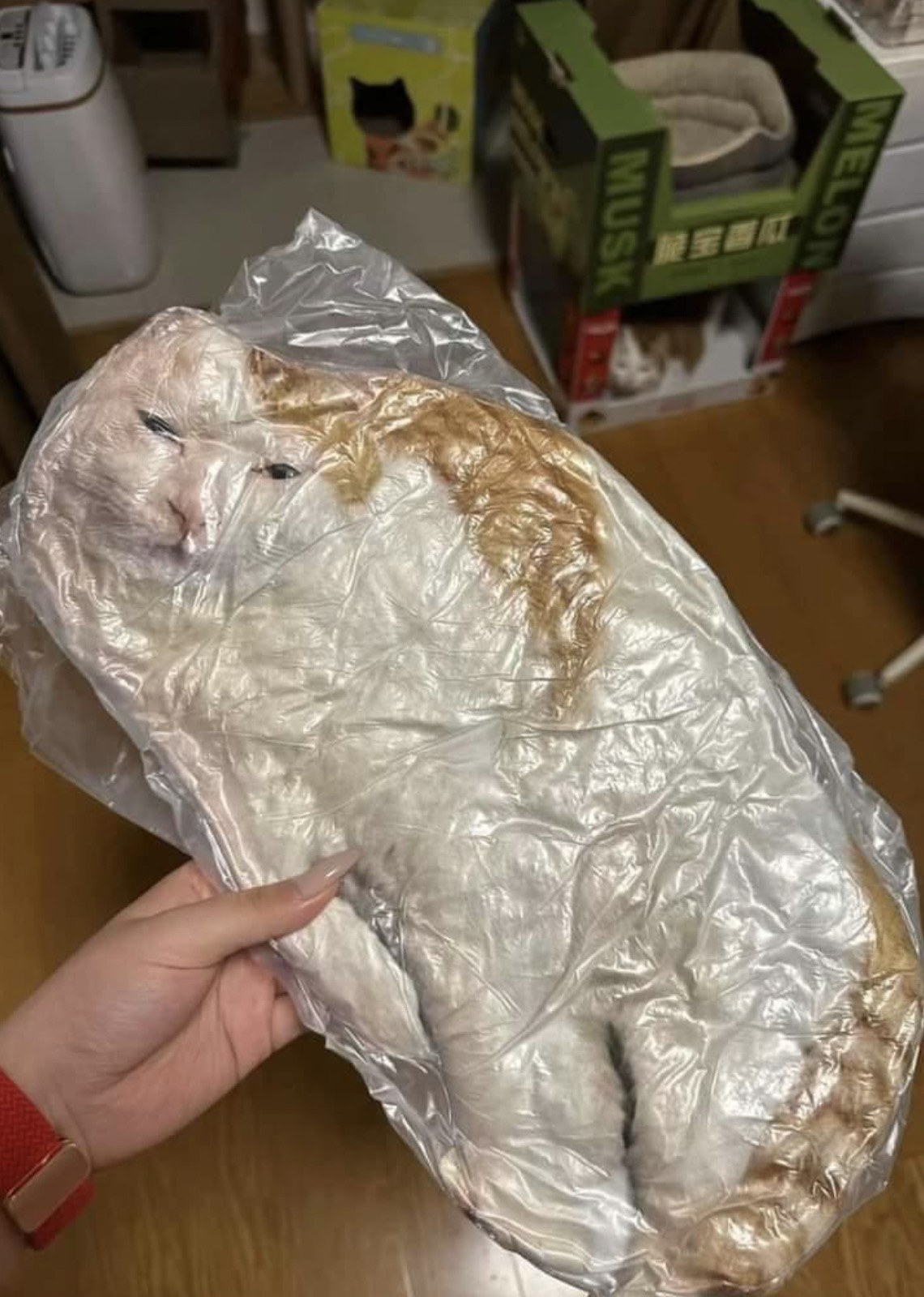 vacuum sealed cat - Melon Musk