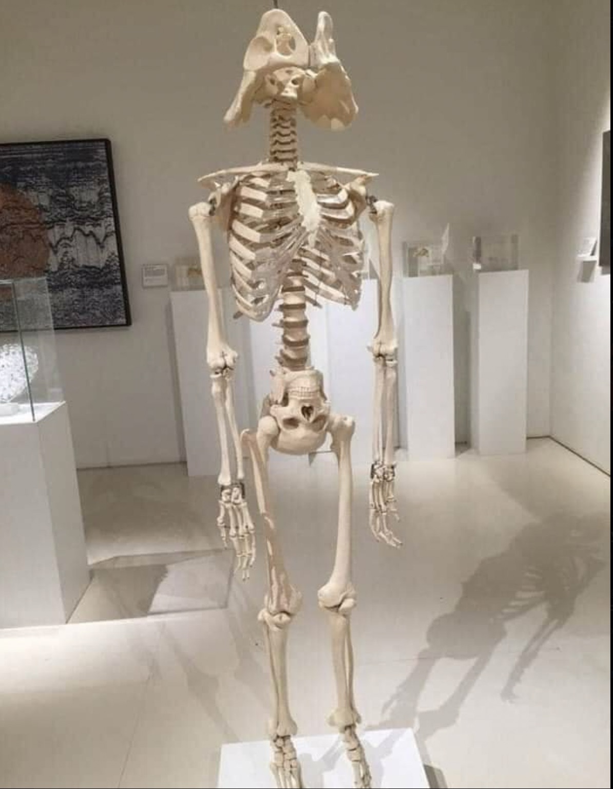 cursed images skeleton