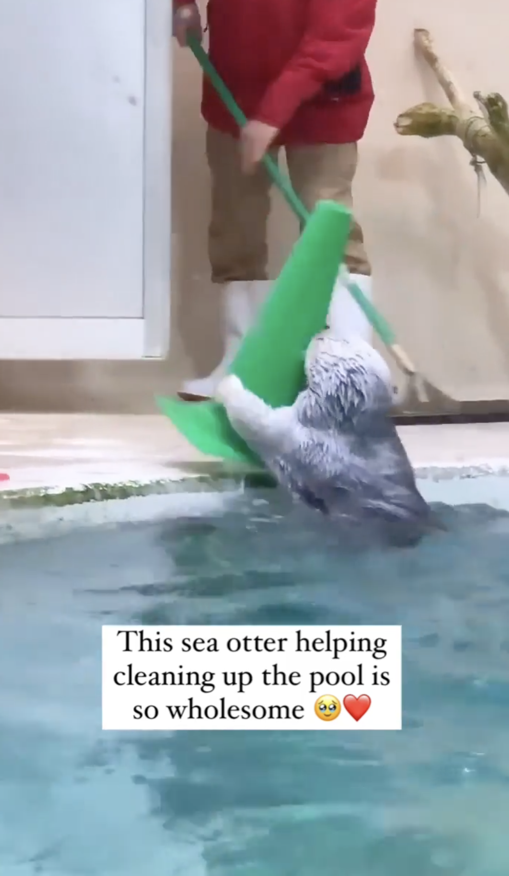 california sea lion - This sea otter helping cleaning up the pool is so wholesome