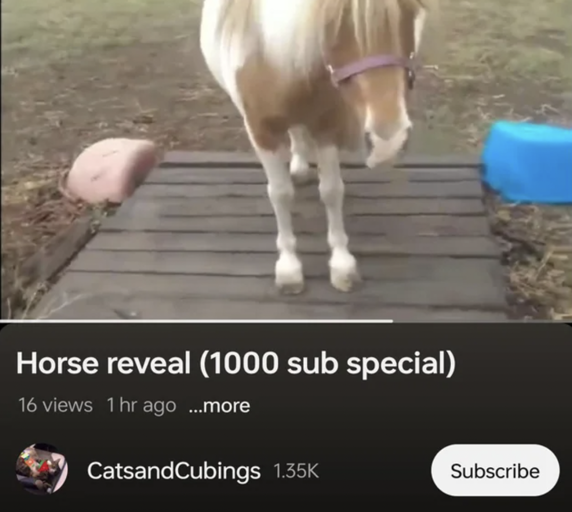 Cat reveal kid shows off his horse as a 1000 sub special.