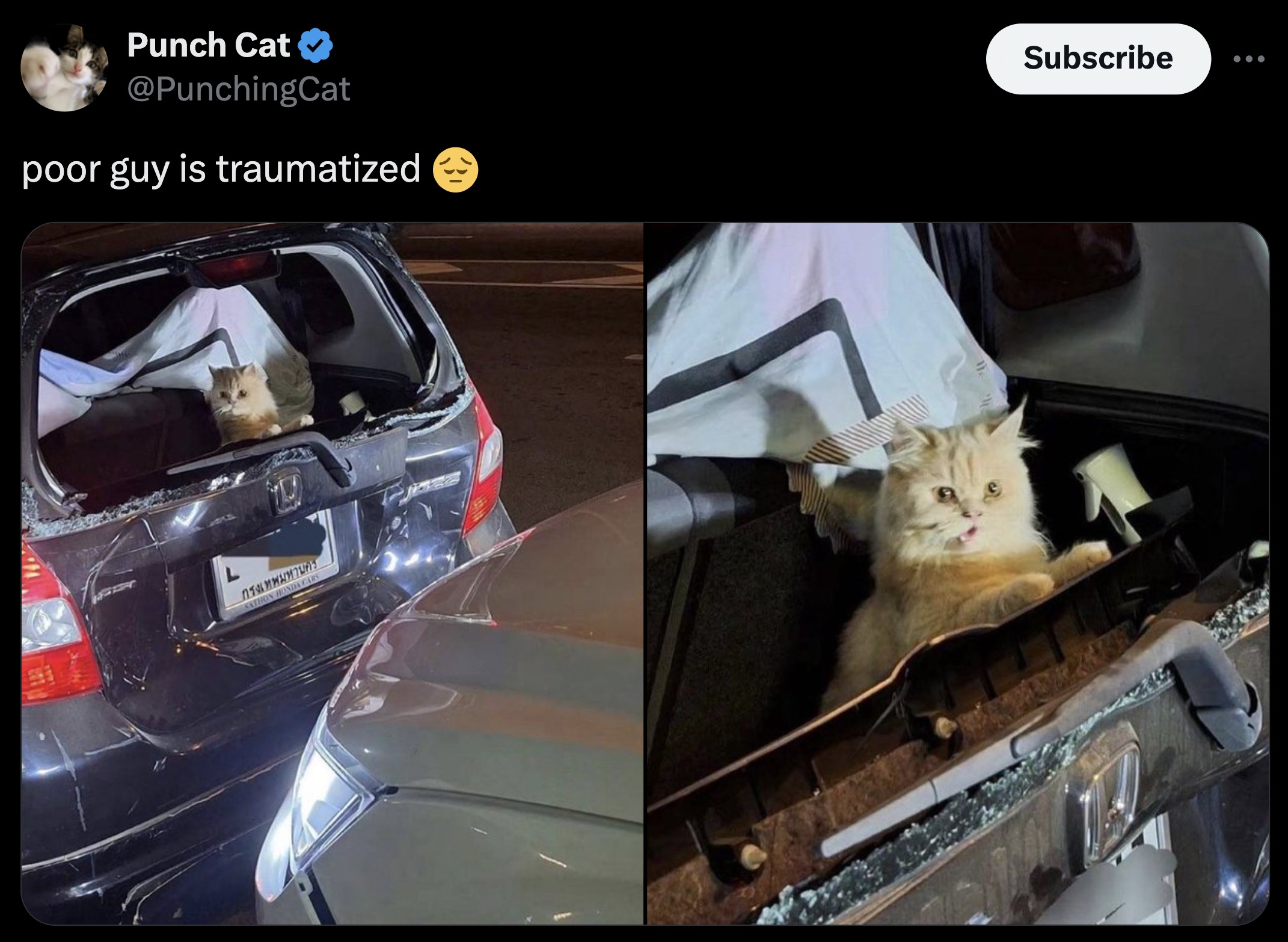 toyota highlander - Punch Cat poor guy is traumatized Subscribe