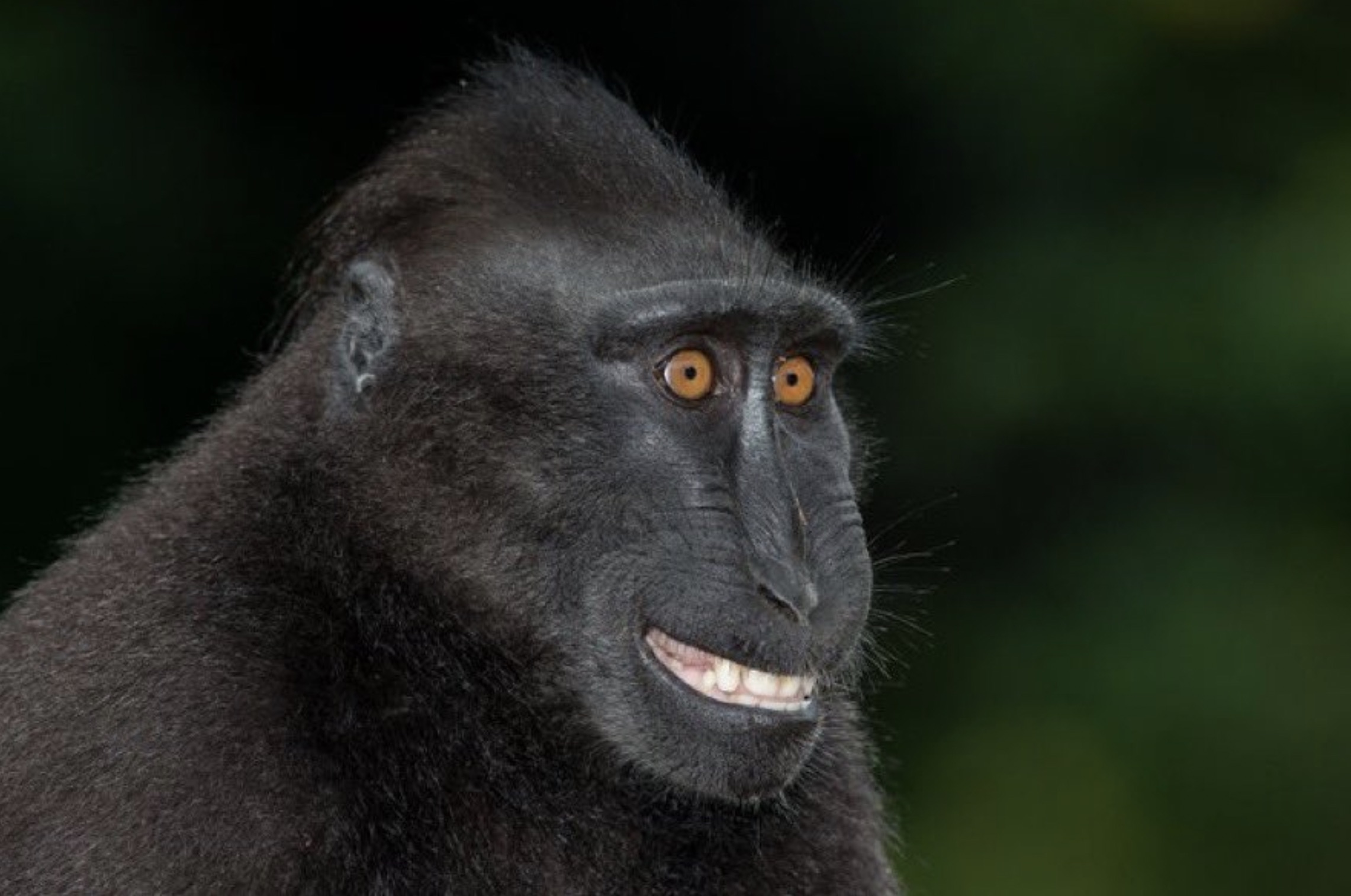 macaque