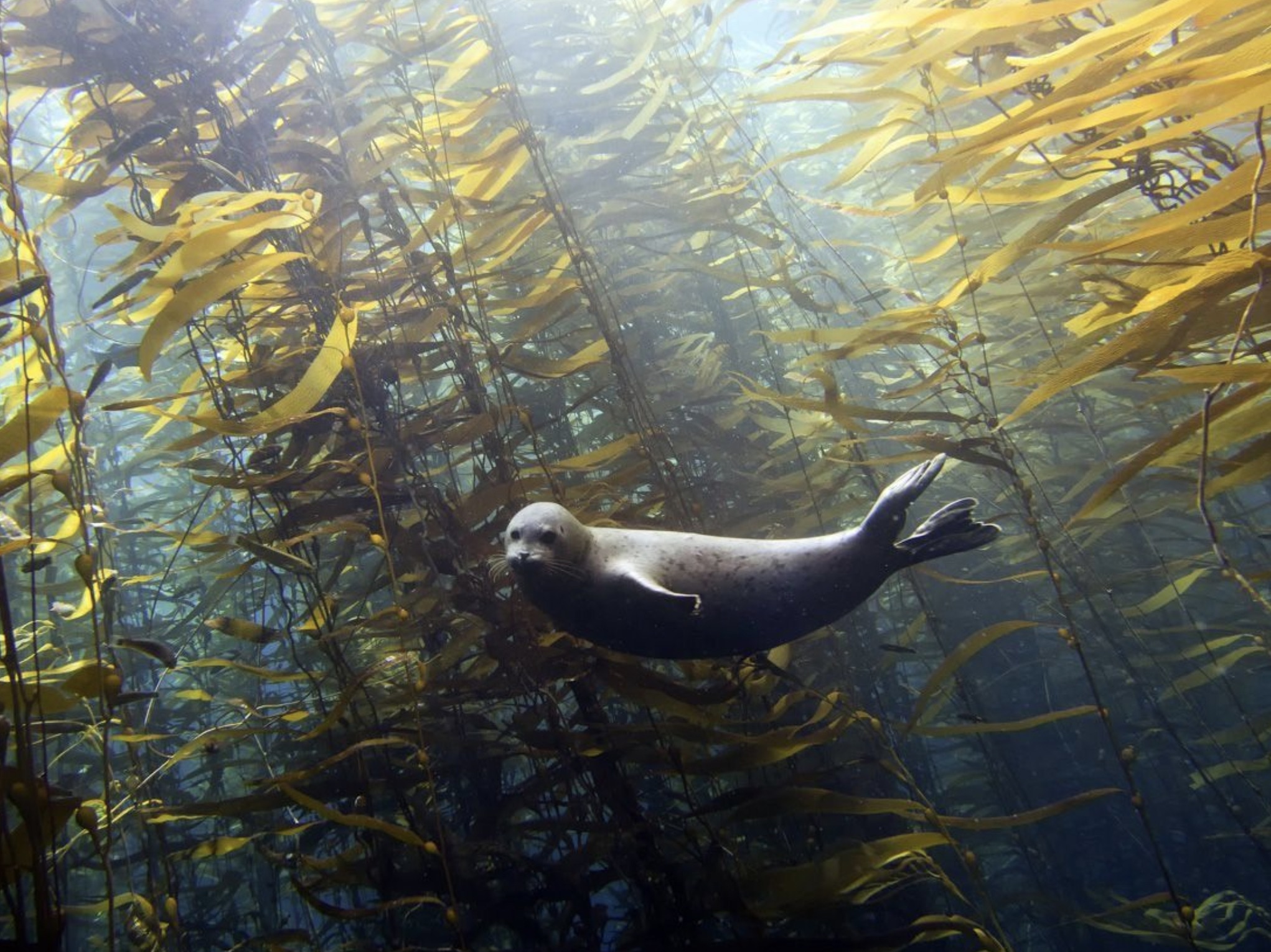 seal in kelp forest