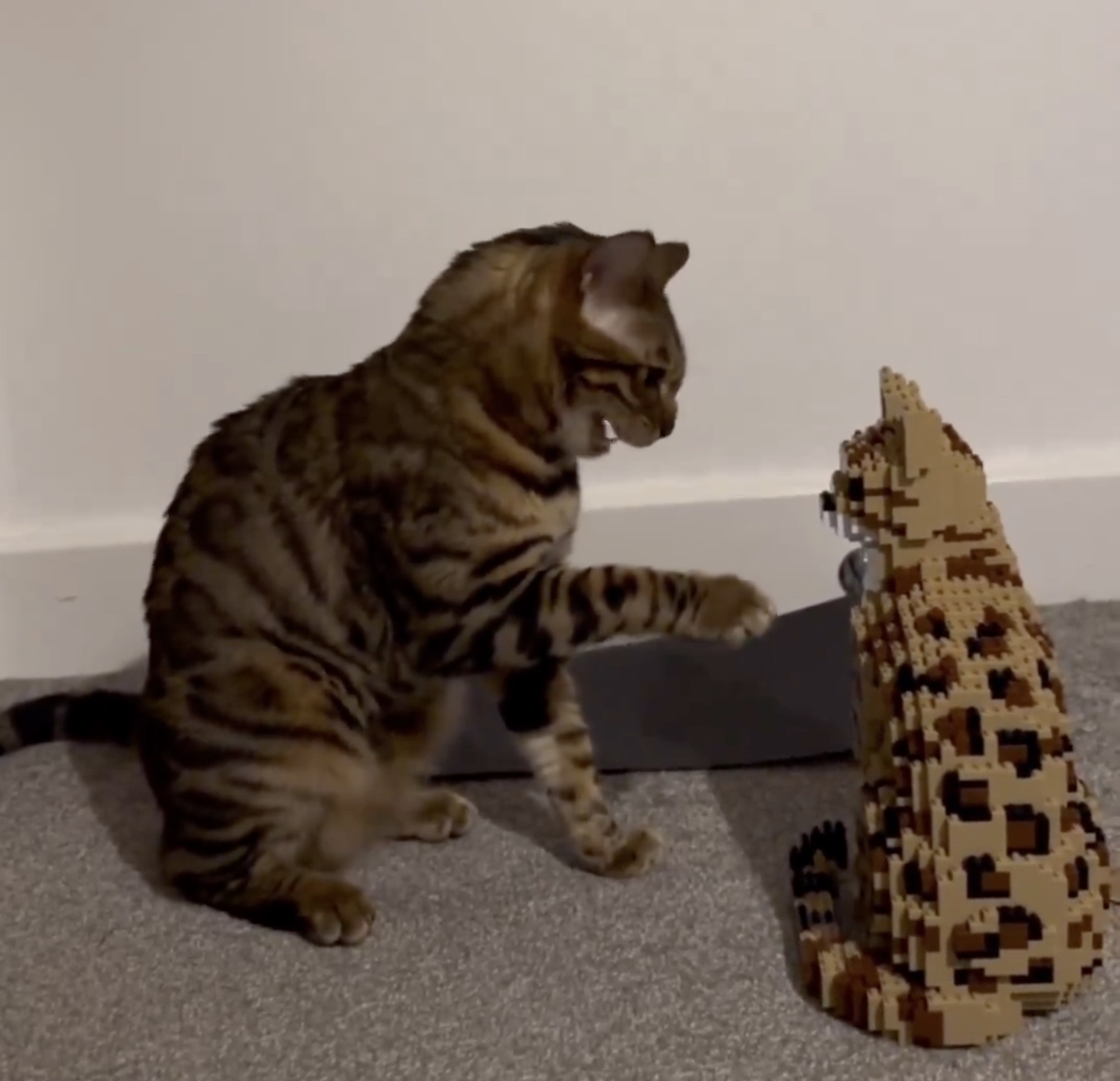 cat meowing at lego cat