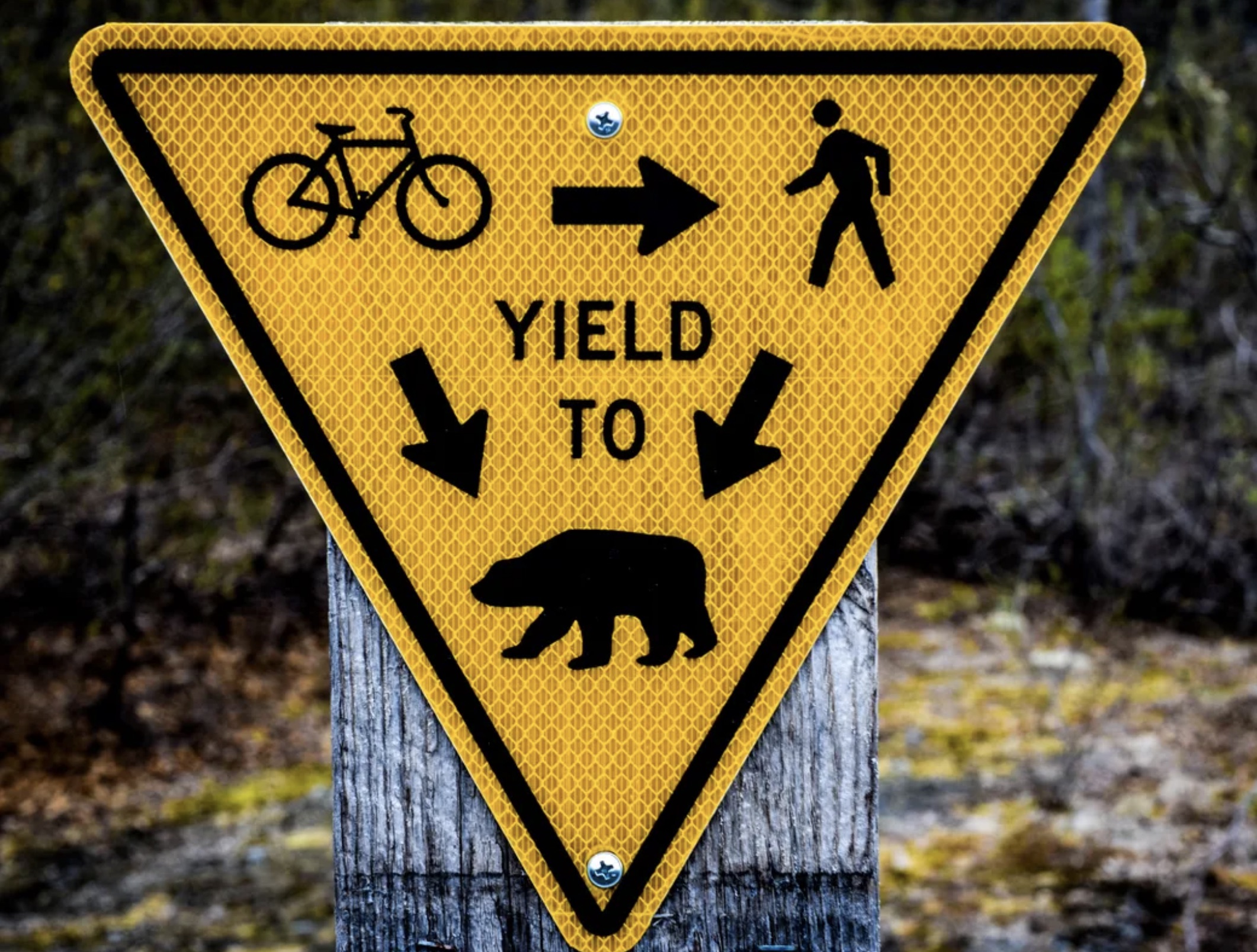 unusual legal traffic sign - Yield To